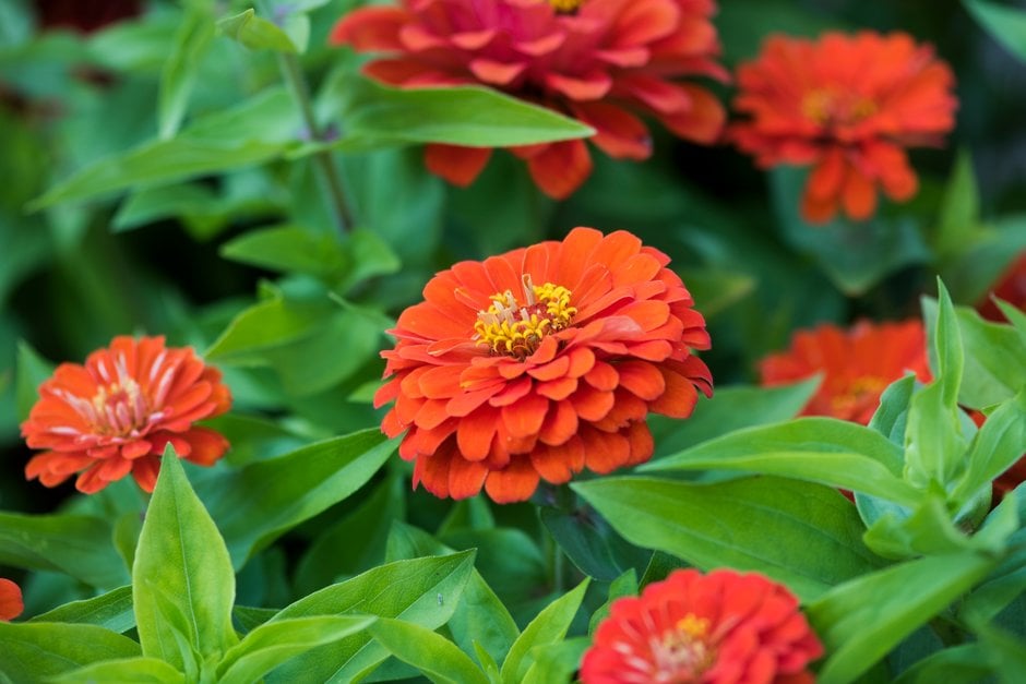 zinnia 'Dreamland Scarlet'