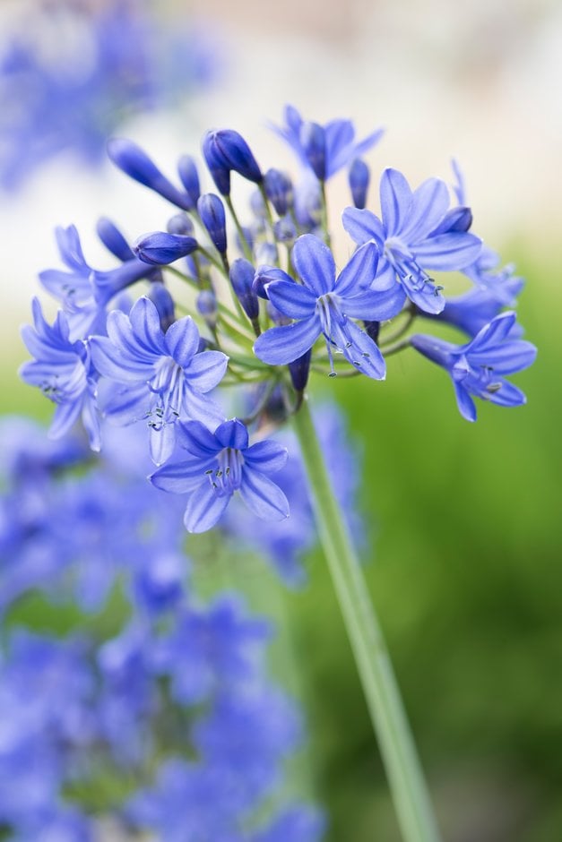 African lily 'Inkspots'