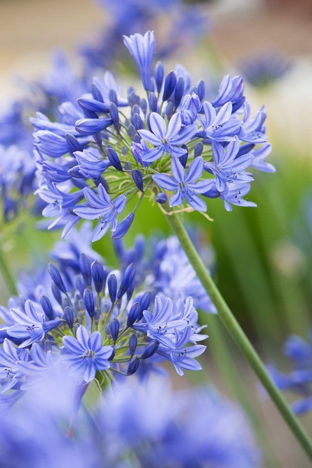 African lily 'Lyn Valley'