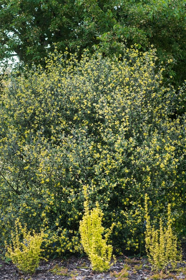 Corokia × virgata &Red Wonder& | hybrid wire-netting bush &Red Wonder ...