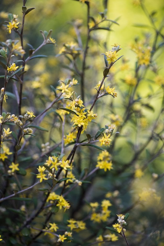 hybrid wire-netting bush 'Red Wonder'