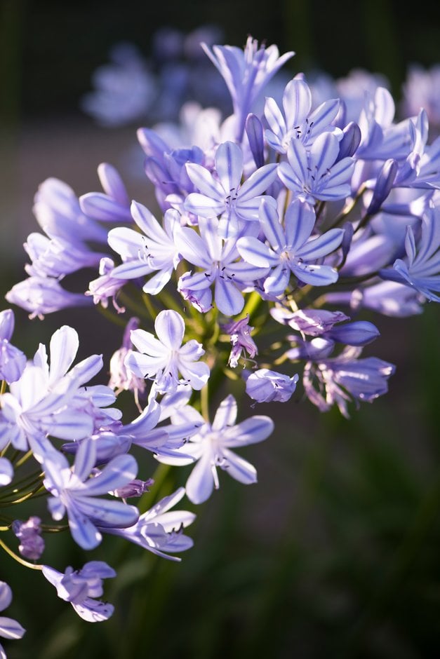 African lily 'Sweet Surprise'