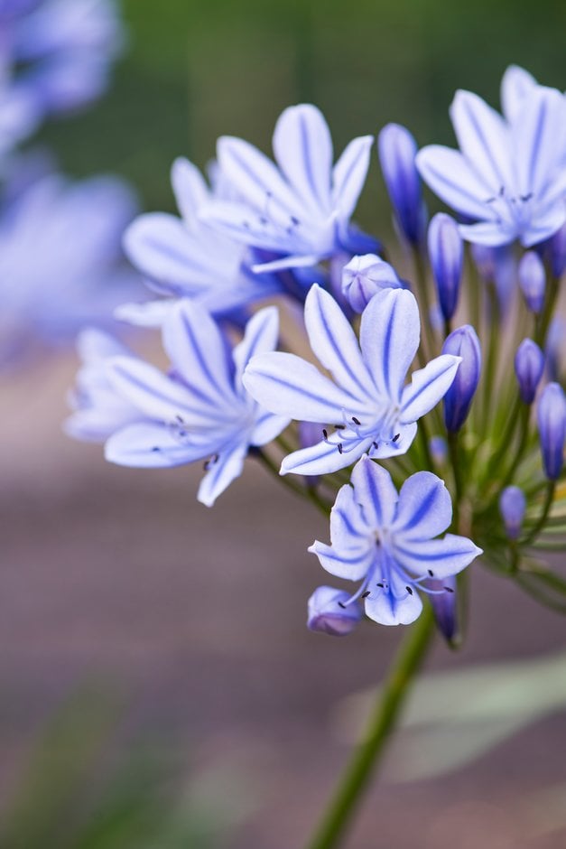 African lily 'Sweet Surprise'