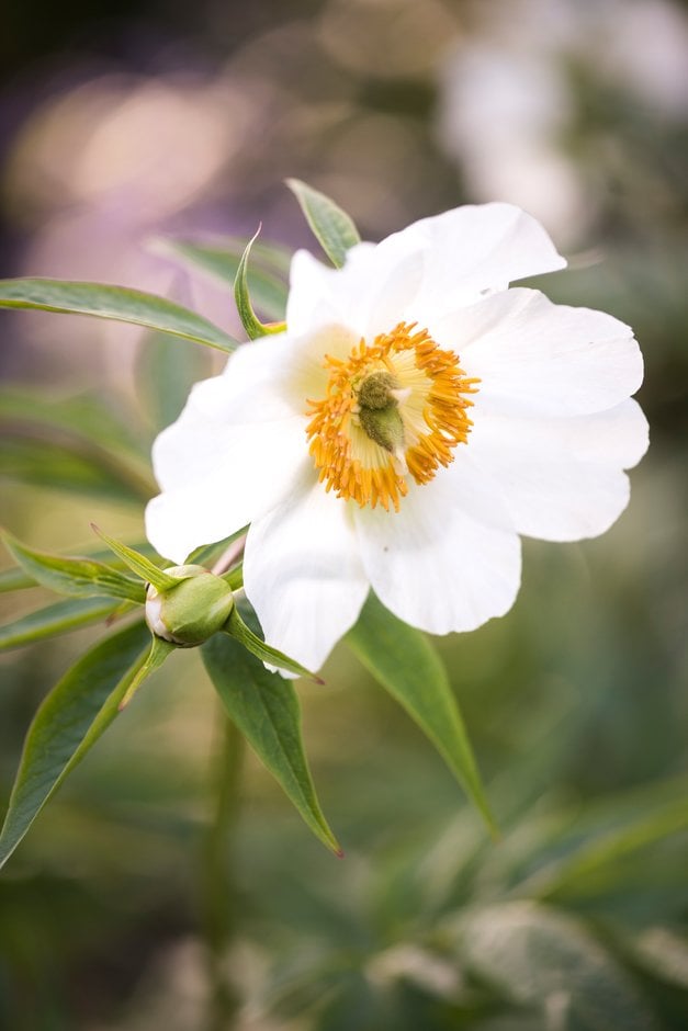 Paeonia emodi | Himalayan peony Herbaceous Perennial/RHS Gardening