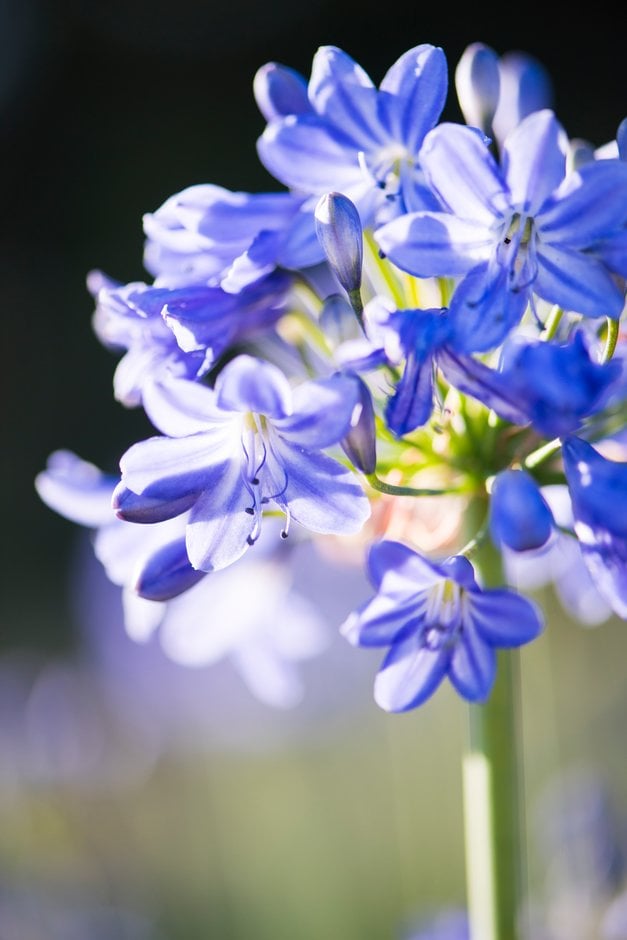 African lily 'Marjorie'
