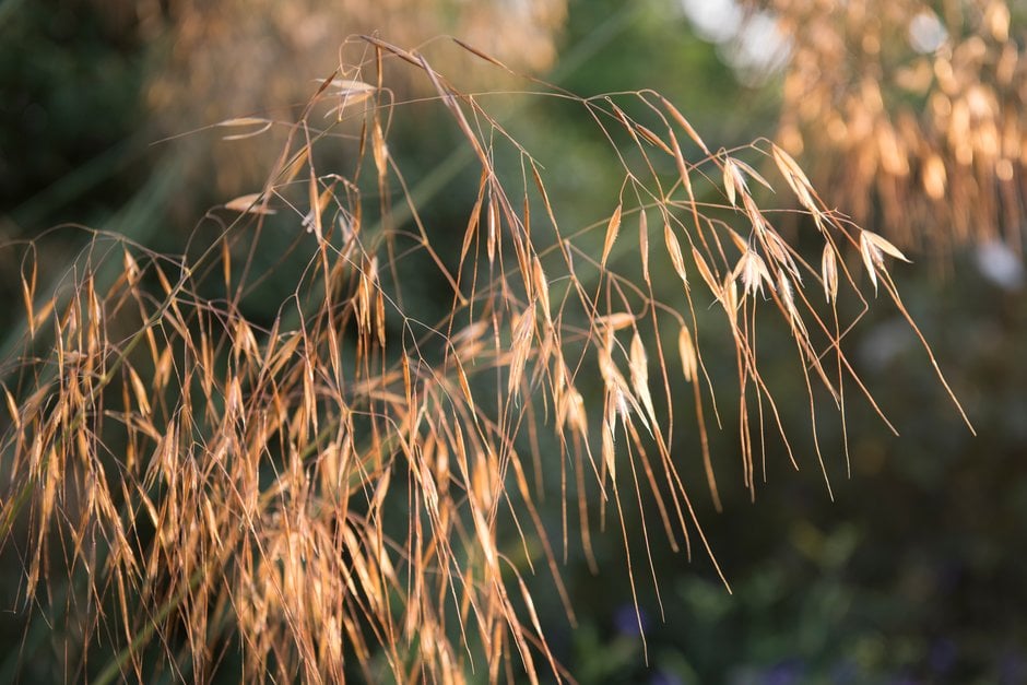 golden oats