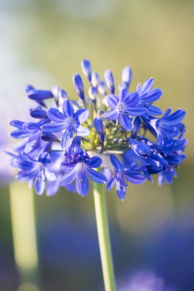 African lily 'Blue Imp'