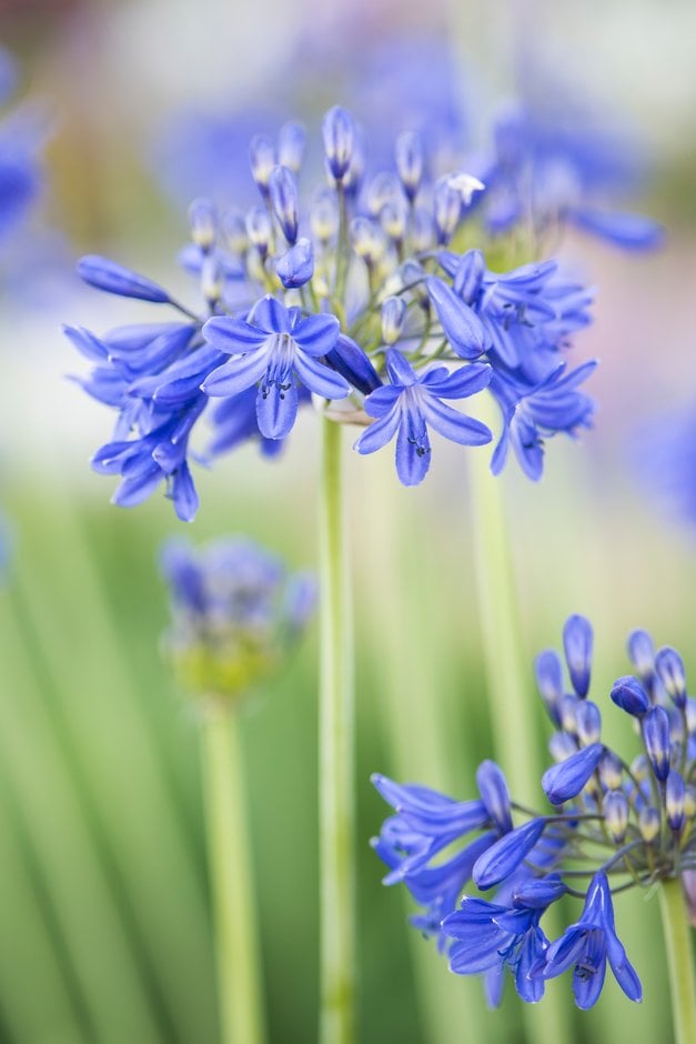 African lily 'Blue Imp'