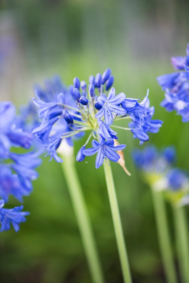 African lily 'Royal Blue'