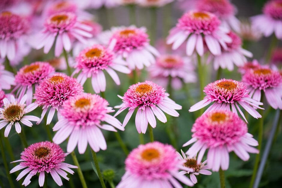 coneflower 'Butterfly Kisses'