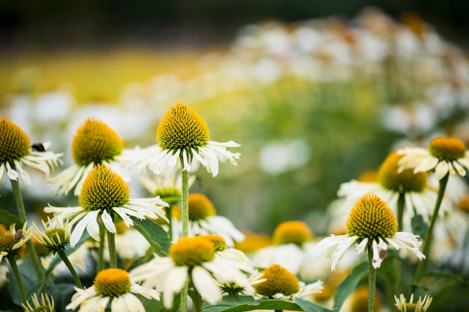 coneflower 'Yellow Spider'
