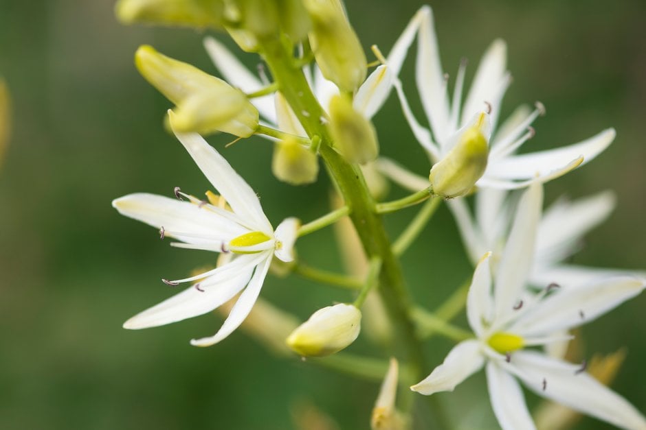 camas 'Sacajawea'