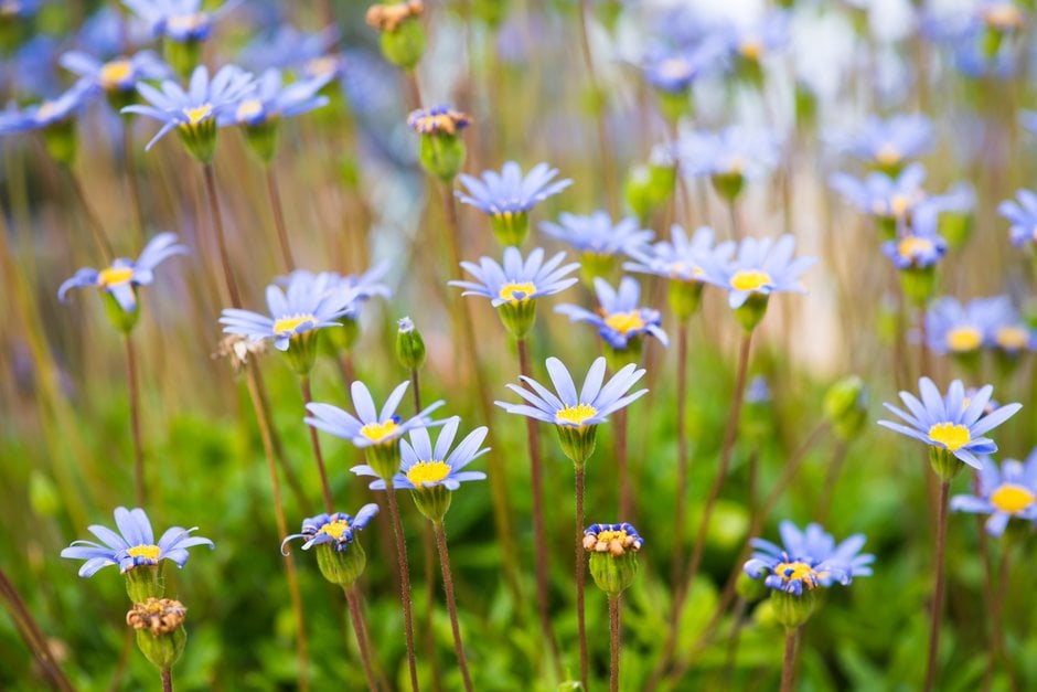 blue daisy [Friends Azure Blue]