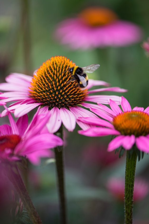 purple coneflower 'Fatal Attraction'