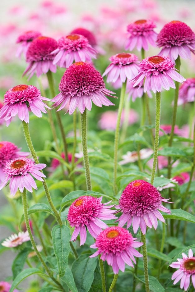 coneflower 'Catharina Red'