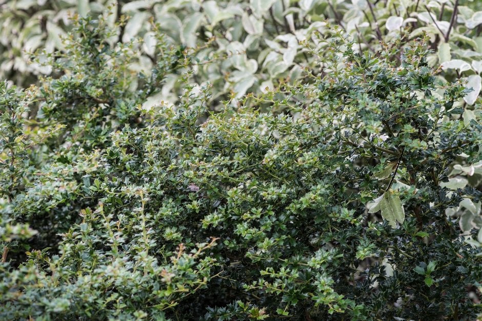 Darwin's barberry 'Compacta'