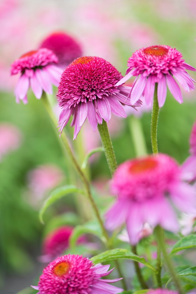 coneflower 'Catharina Red'