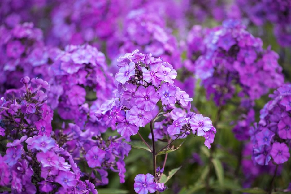 perennial phlox 'Blue Evening'