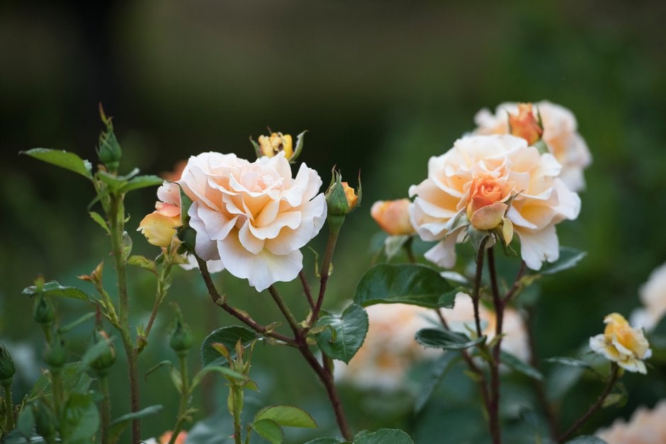 rose [Welwyn Garden City]