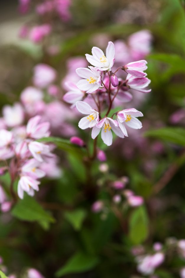 rose deutzia [Yuki Cherry Blossom]