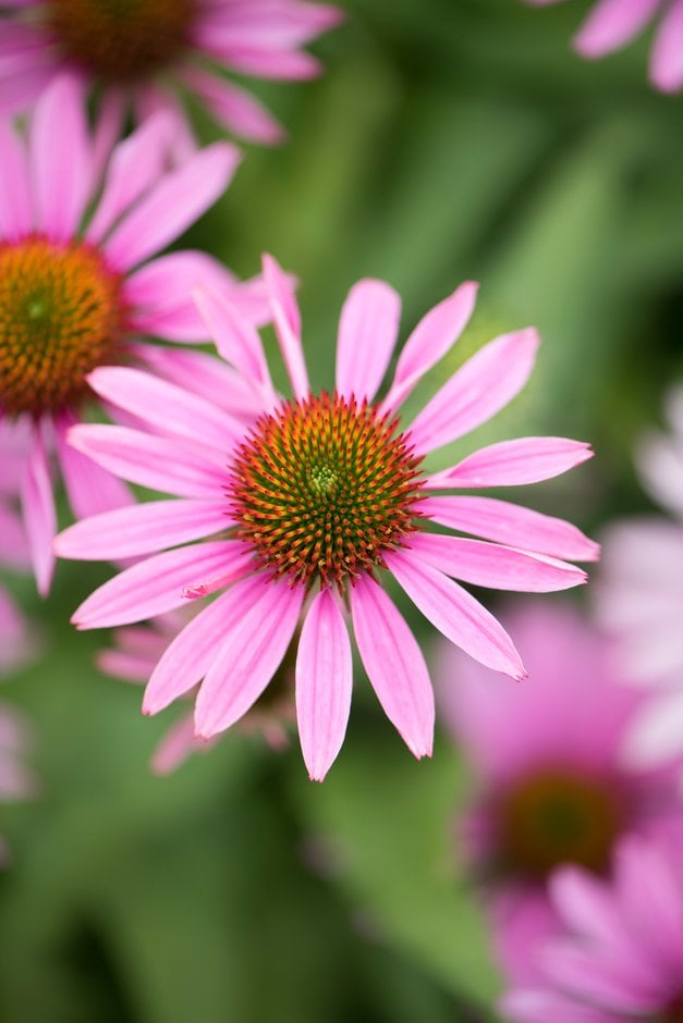 coneflower 'Papallo Classic Rose'