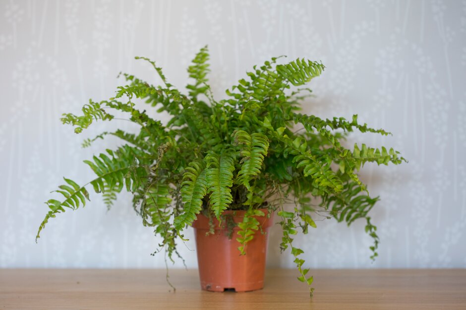 sword fern 'Bostoniensis'