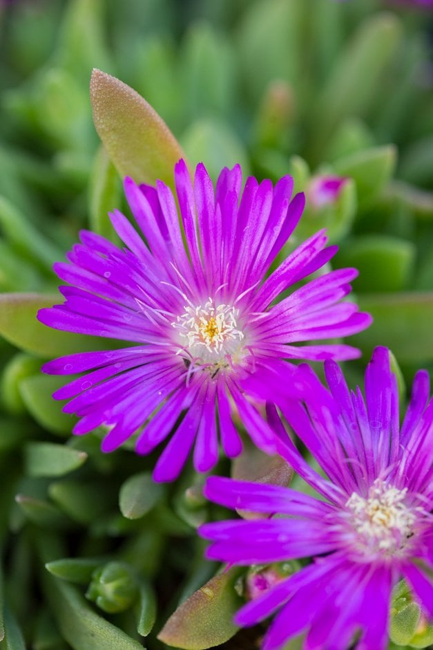 ice plant 'John Proffitt'