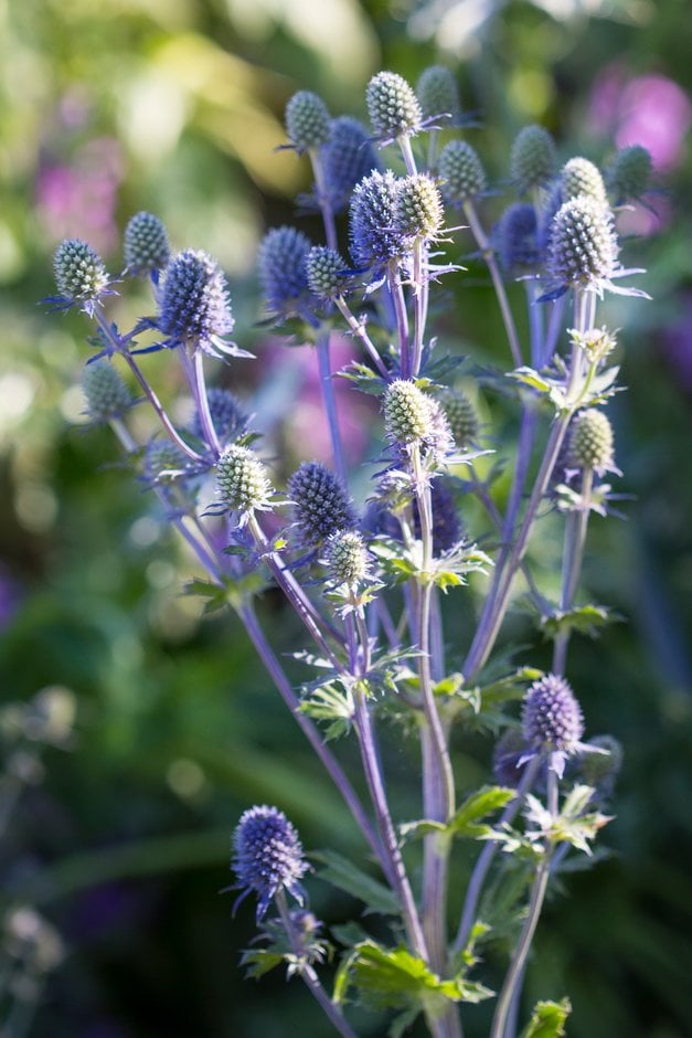 blue eryngo 'Seven Seas'