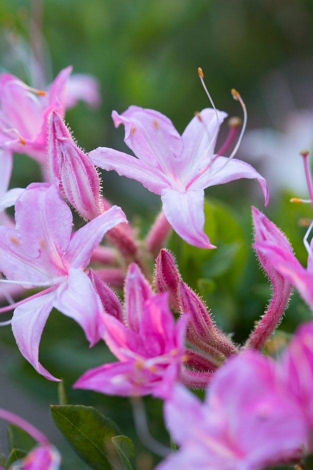 rose-flowered swamp azalea