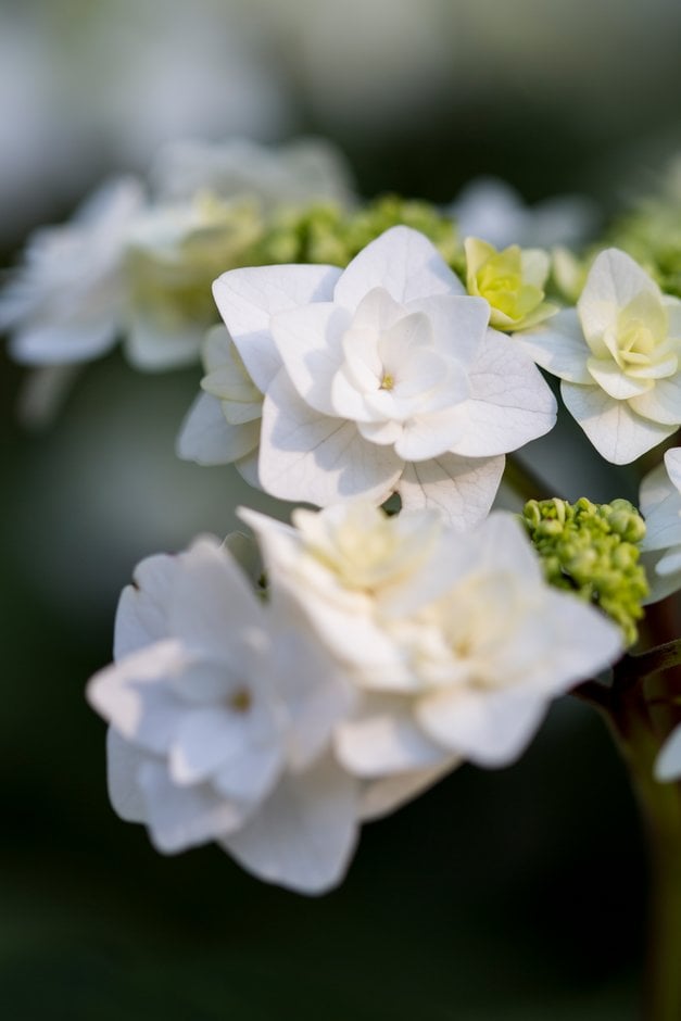 Hydrangea Macrophylla Andwedding Gownandpbr Double Delights Series L D