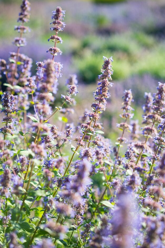 Caucasus catmint