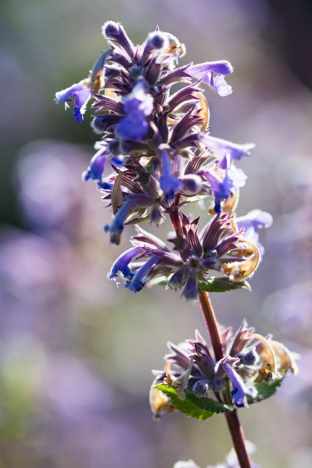 catmint 'Bramdean'