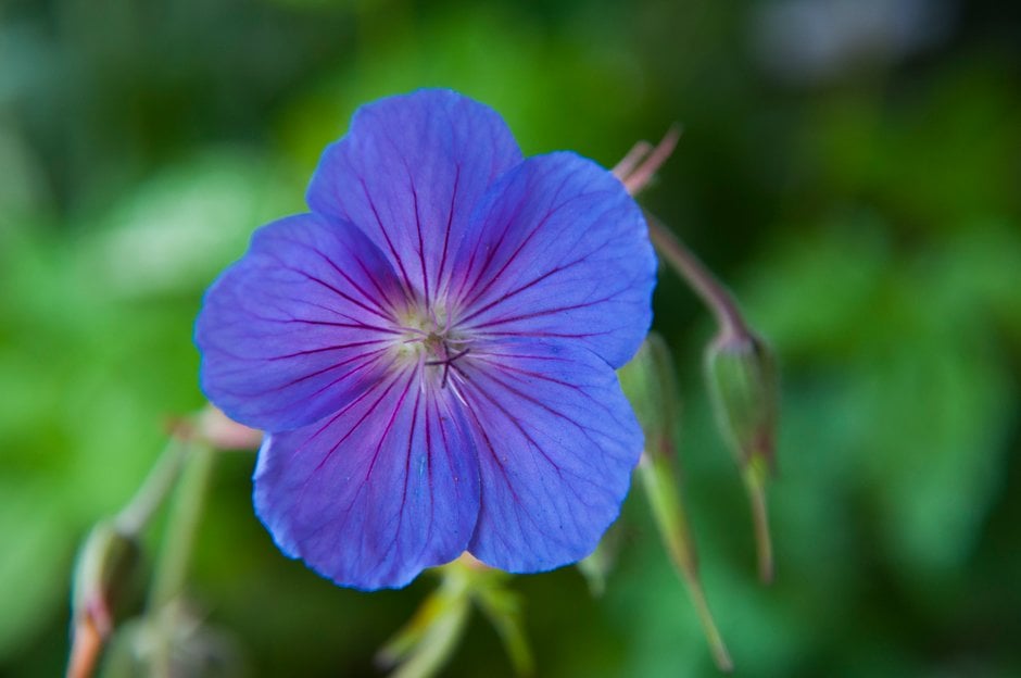 Geranium 'Orion' | cranesbill 'Orion'/RHS Gardening