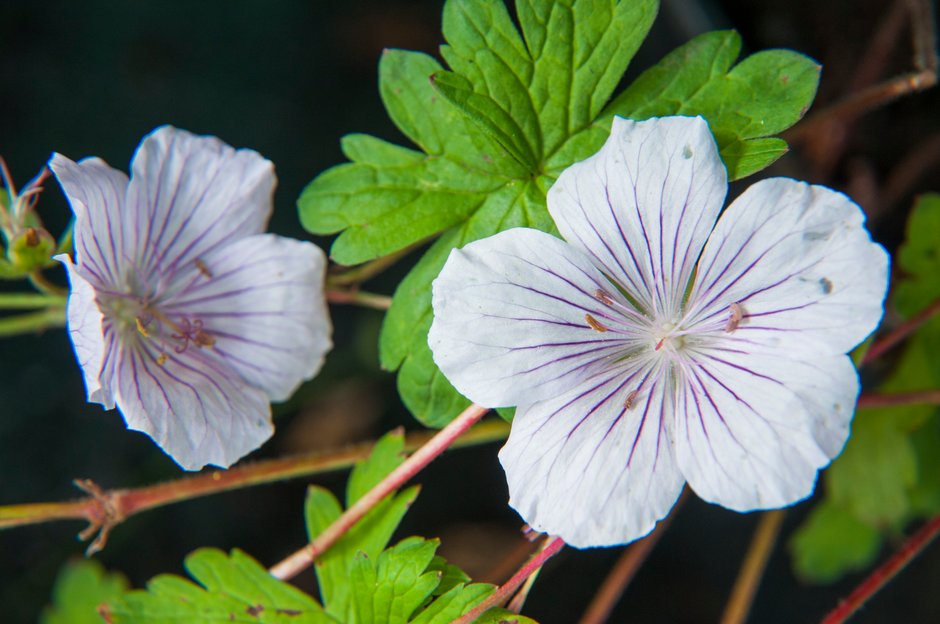 Himalayan cranesbill 'Derrick Cook'