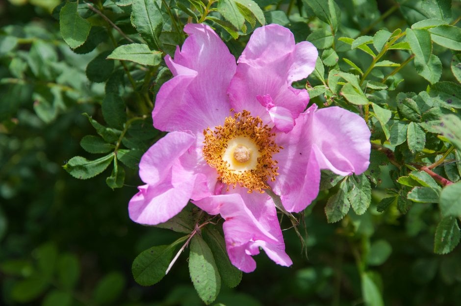 burr rose
