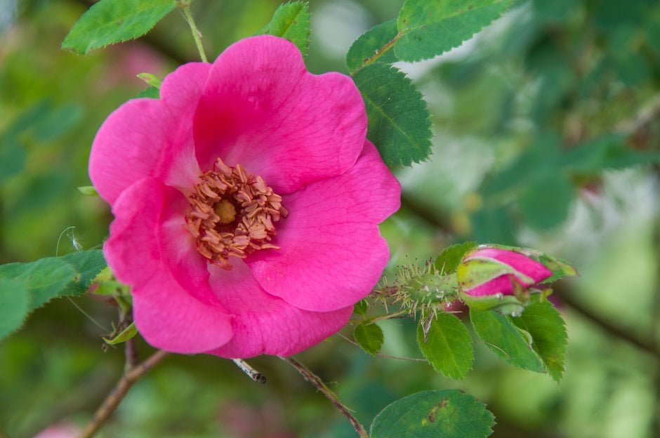 Moyes rose