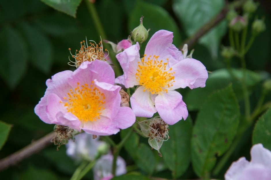 Chinese many-flowered rose