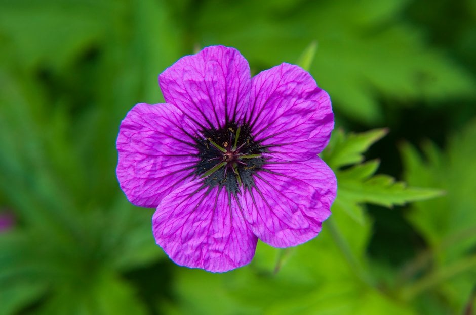 Armenian cranesbill