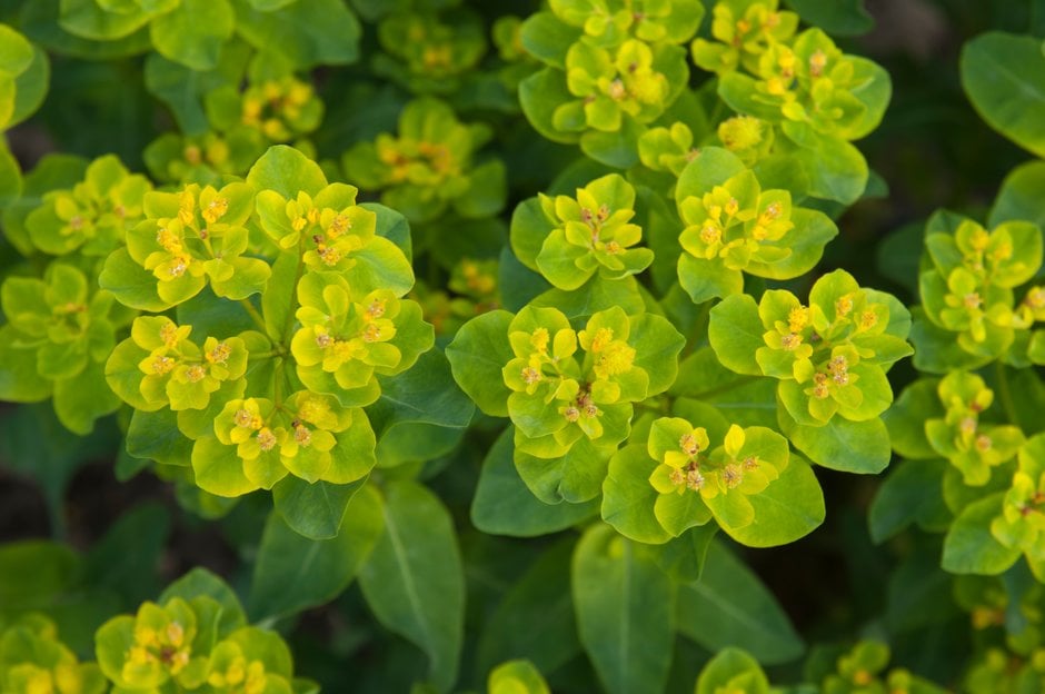 cushion spurge