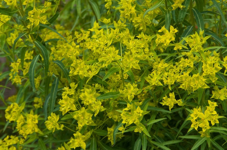 horned spurge