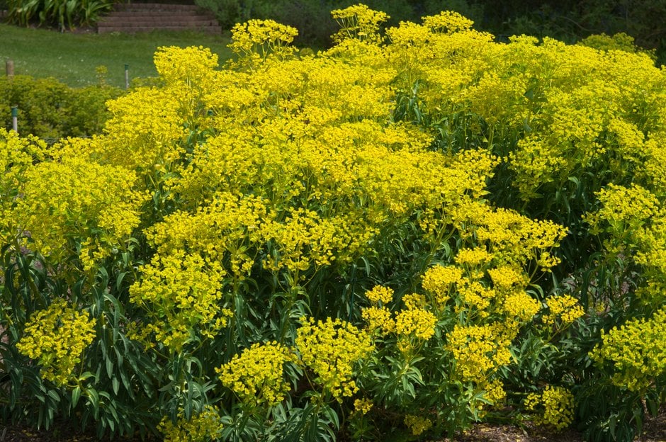 Margadiles Islet spurge