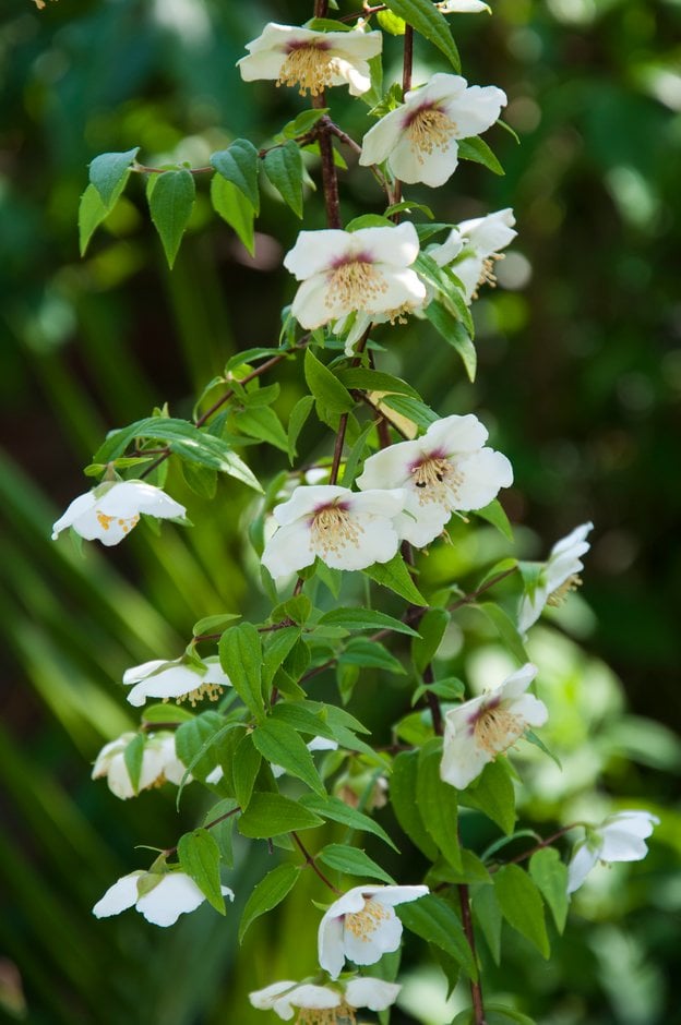 Mexican mock orange