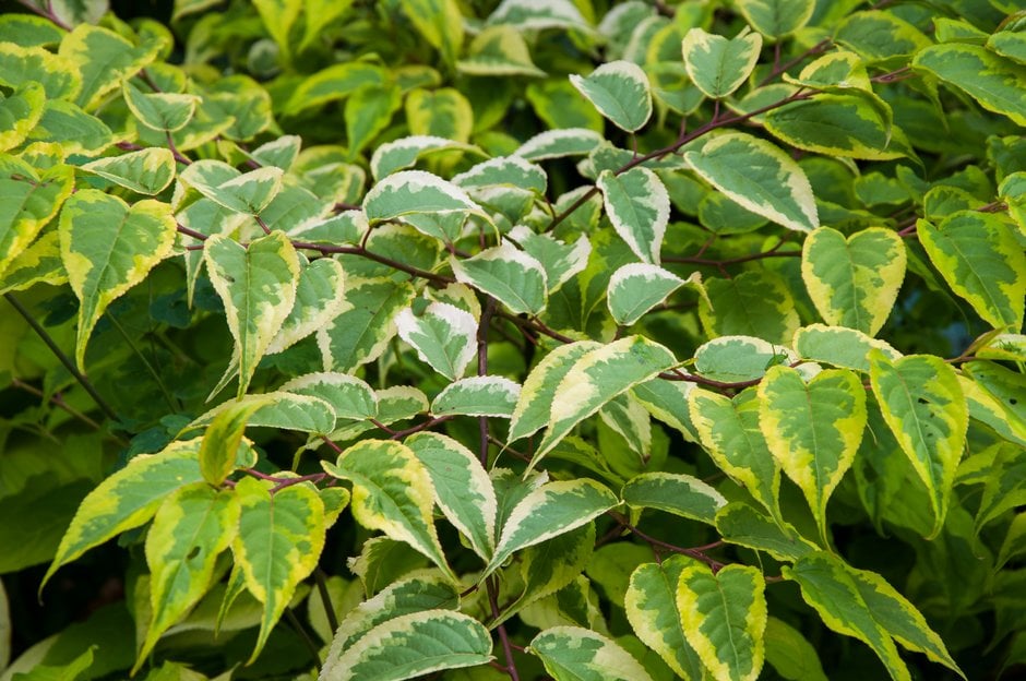 Chinese stachyurus 'Joy Forever'