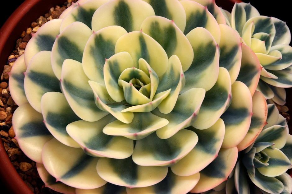 glaucous echeveria 'Compton Carousel'