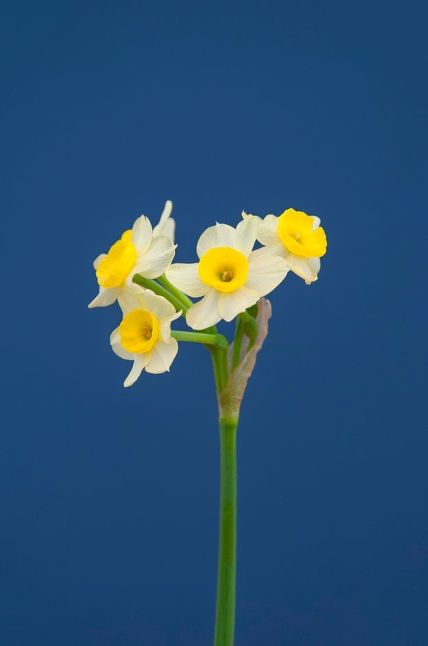 daffodil 'Minnow'