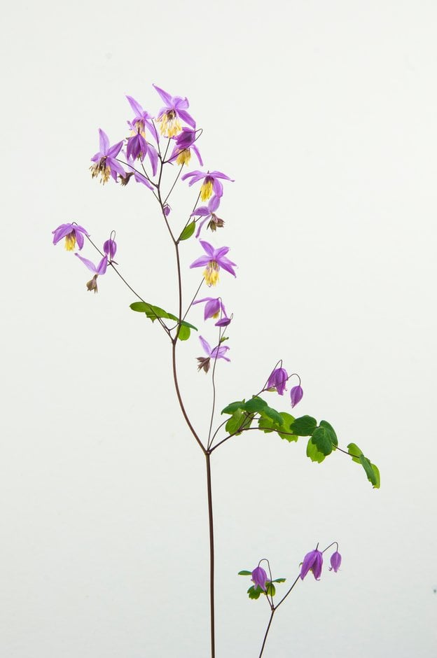 pointed Chinese meadow rue