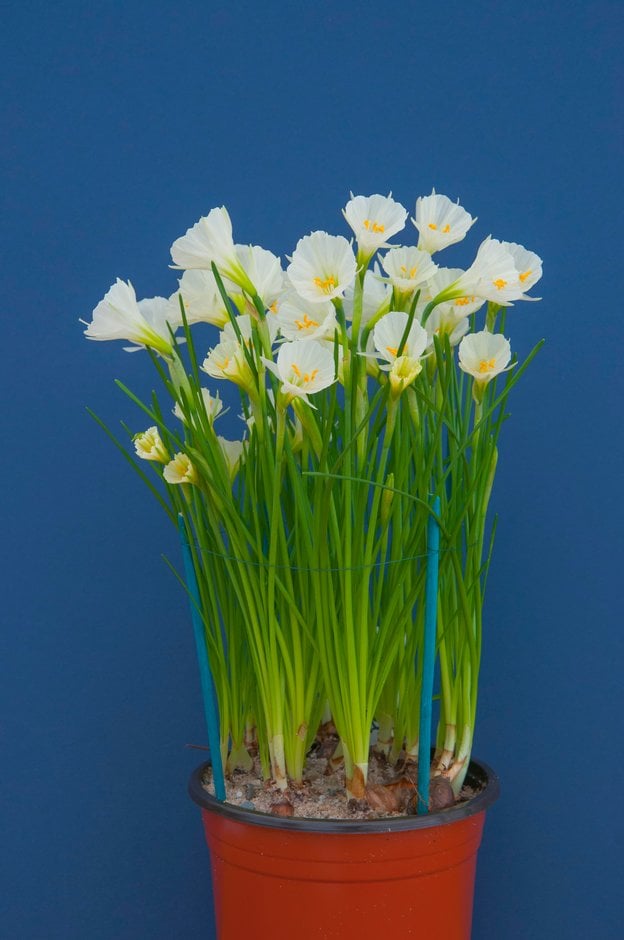 daffodil 'Sweet Angel'
