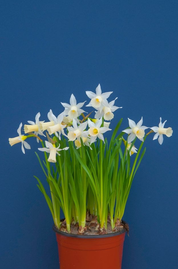 daffodil 'Elka'