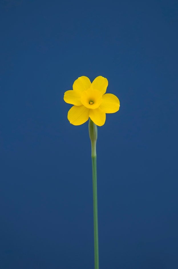daffodil 'Yellow Pearl'