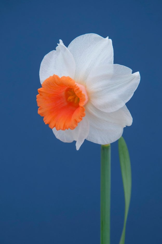 daffodil 'Kaydee'